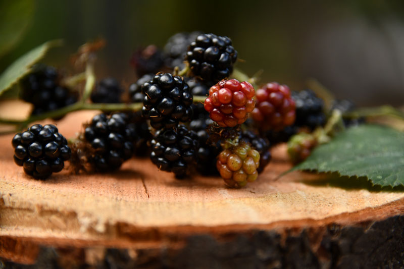 forest fruits