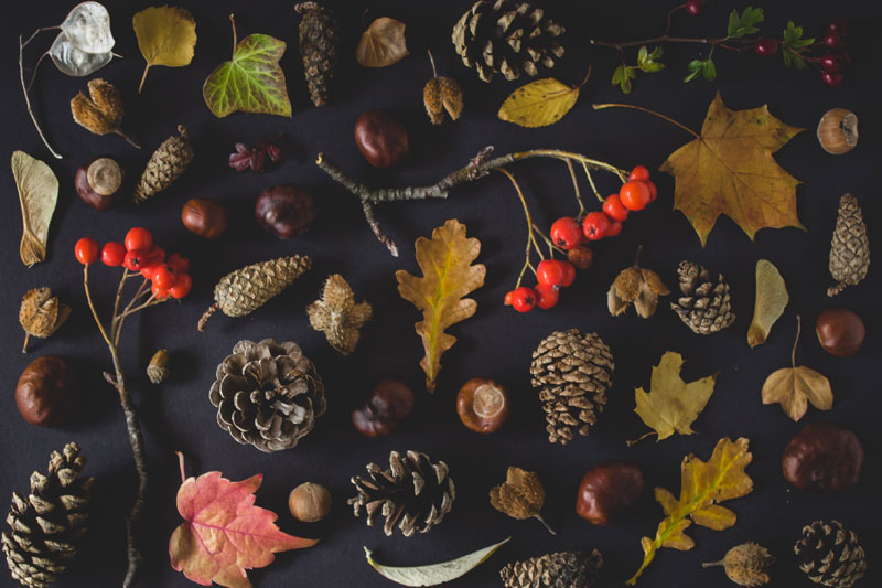 forest leaves