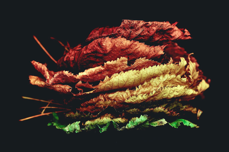 leaves