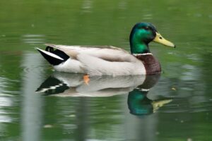 Quiet village green and duck pond in Bolton-by-Bowland